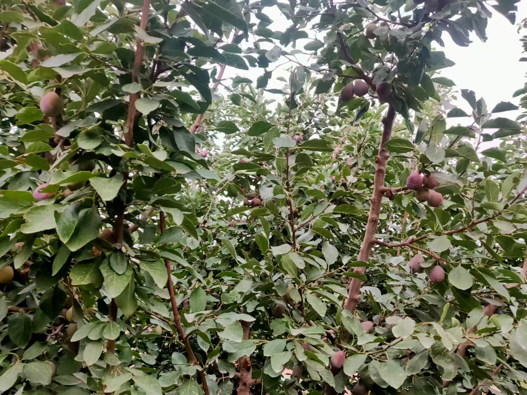 圖片關(guān)鍵詞