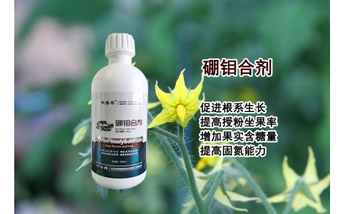 硼鉬合劑—促進(jìn)根系生長、提高授粉坐果率、增加果實(shí)含糖量、提高固氮能力