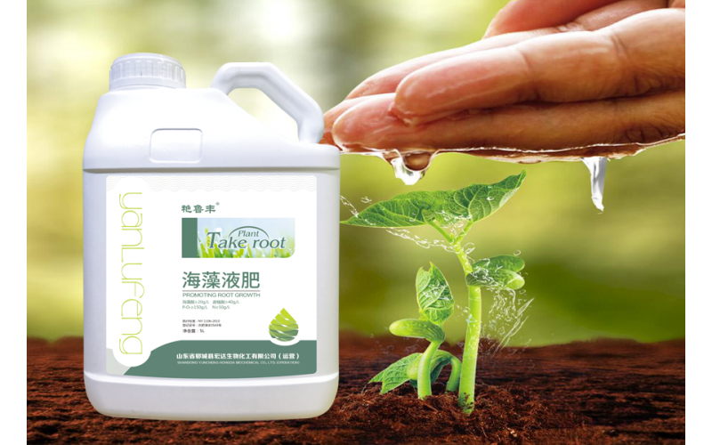 海藻液肥—以褐藻（馬尾藻、泡葉藻）為原料，利用生物酶解技術制取的海藻原液與腐殖酸和大量元素肥料經科學工藝復配濃縮而成。